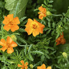 Orange Blüten