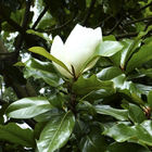 Immergrüne Magnolie