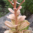 Crassulaceae Aeonium Nobile