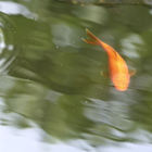 Goldfisch schwimmt im Wasser