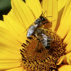 Bienen auf Chrysantheme