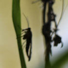 Insect auf Blatt