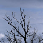 Rabenvögel und Reiher auf kahlem Baum