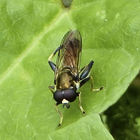 Gemeine Langbauchschwebfliege auf grünem Blatt