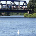 Kanalblick mit Schwan und Brücke
