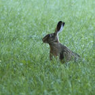 Hase in Wiese