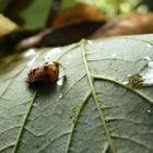 Marienkäferlarve mit Tropfen auf grünem Blatt