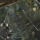 Spinnennetz am Totholz