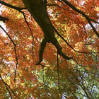 Herbstliche Bäume mit bunten Blättern