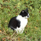 Schwarzweiße Katze im Gras