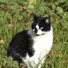 Schwarzweiße Katze im Gras