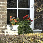 Blumenkasten mit roten Blüten auf Fensterbank
