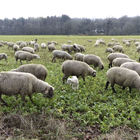 Weidende Schafe