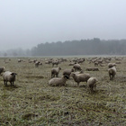 Schafe auf vereister Wiese