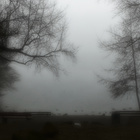Nebel hinter Zweigen