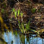 Sumpf-Schwertlilien