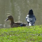 Rabenvogel und Ente am Ufer