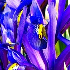 Zwerg-Iris (Netzblatt-Schwertlilie)