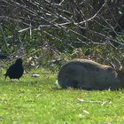 Amsel und Kaninchen im Gras