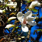 Weiße Magnolienblüten