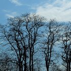 Bäume vor blauem Himmel
