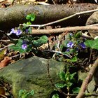 Efeu und blaue Blüten zwischen Ästen und Steinen