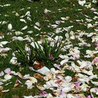 Verblühte Narzissen, drumherum Magnolienblütenblätter