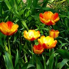 Gelborangene Tulpen