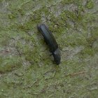 Schwarzer Käfer auf Baumstamm