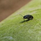 Schwarzer Käfer auf Baumstamm