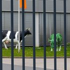 Schwarzweiße und grüne Kuh hinter Gittern
