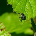 Schwarzer Käfer auf grünem Blatt