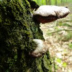 Pilz am Baum