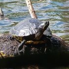 Schildkröte im Haubentauchernest