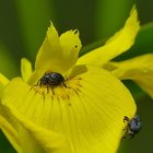 Rüsselkäfer auf Sumpf-Schwertlilie