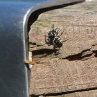 Spinne auf Balken