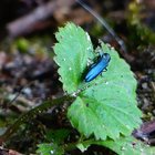 Langer schwarzer Käfer auf grünem Blatt