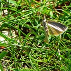Schmetterling im Gras
