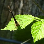 Waldbrettspiel auf grünem Blatt
