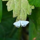 Kleiner weißer Schmetterling auf grünem Blatt