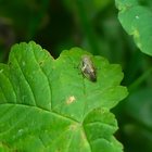 Zikade auf grünem Blatt