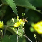 Hainschwebfliege an gelber Blüte