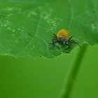 Brauner Käfer auf grünem Blatt