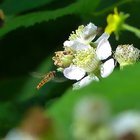 Hainschwebfliege an Brombeerblüte