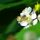 Hainschwebfliege an Brombeerblüte