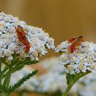 Rote Weichkäfer auf weißen Blüten