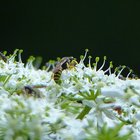 Wespenschwebfliege auf Schafgarbe