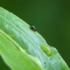 Käfer auf grünem Blatt