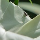 Käfer auf Zaunwindenblüte