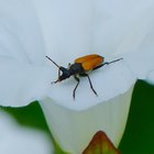 Käfer auf Zaunwindenblüte